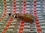 SWITCHCRAFT SW.3006